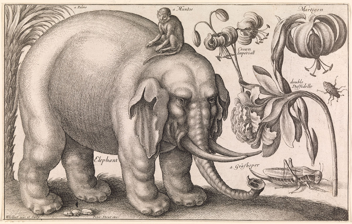 Elephant and Flowers, 1663, Wenceslaus Hollar (Bohemian, 1607–1677), etching printed in black ink on laid paper, 6 11/16 x 10 9/16 in. Virginia Museum of Fine Arts, Promised gift of Frank Raysor