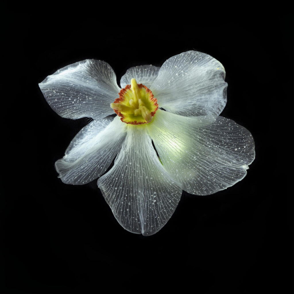 Narcissus (Daffodil)- 4-8-2022-01