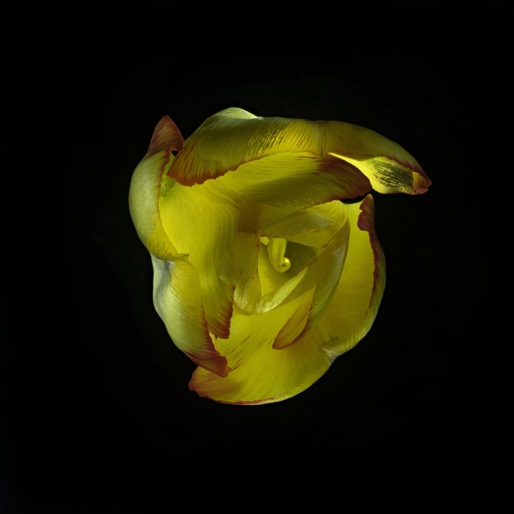 Tulipa (Tulip)- 4-18-2022-02