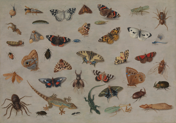 A Study of Butterflies, Lizards, Beetles, and Other Insects, late 1650s, Jan van Kessel I, (Flemish, 1626–1679), oil on copper, laid down on panel, 15 3/4 x 19 3/4 in. Jordan and Thomas Saunders III Collection