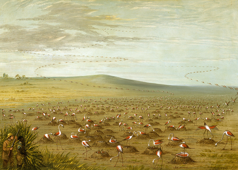 Art Audio Files: Reconnoitering Flamingoes, by the Author in the Grand Saline of Buenos Aires