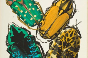 Insects-300x200