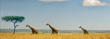Click to learn more about the 2023 Kenya Tanzania Trip