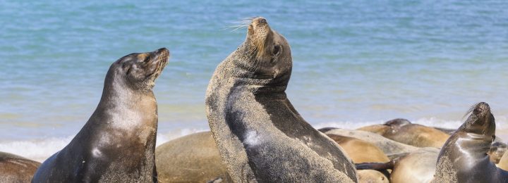 Click to learn more about the Machu Picchu to the Galapagos trip
