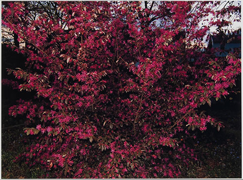 Organic: Photographs of the Natural World. Michael Lease, Bellevue Chinese Witch Hazel, 2012.