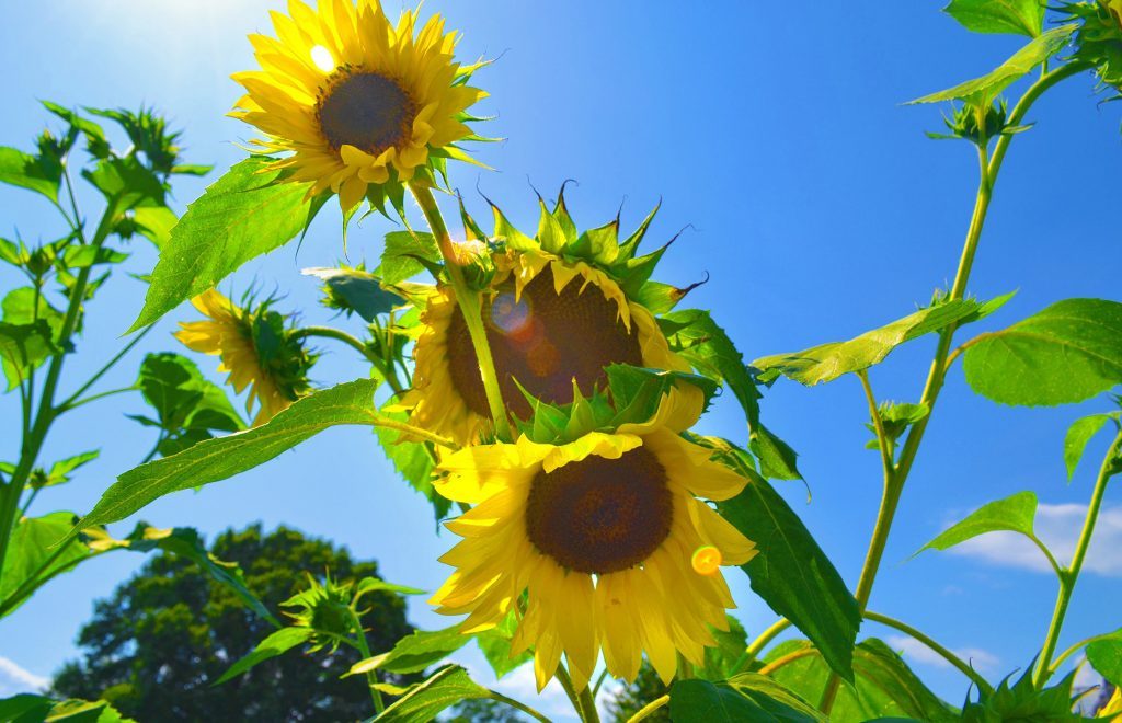 Sunflowers