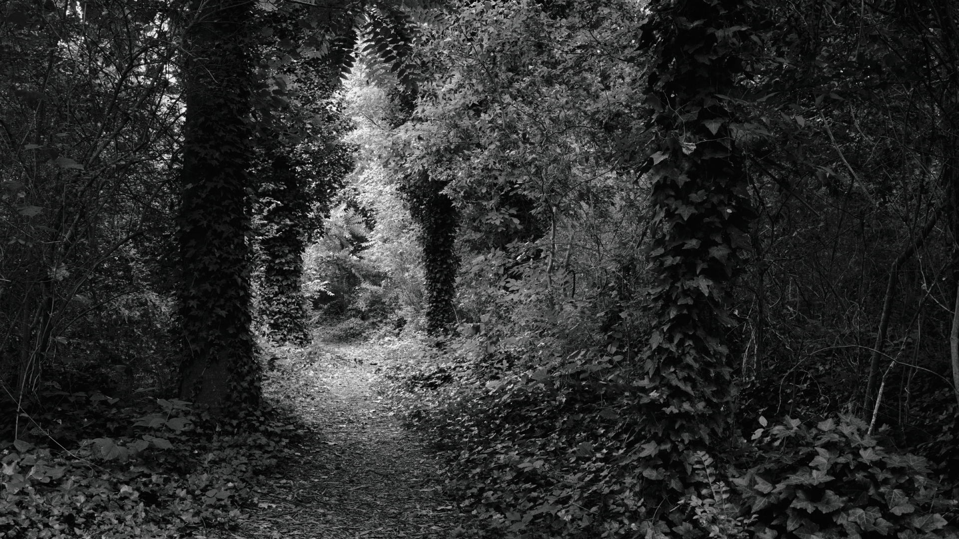 Untitled (Trail and Trees) (detail), 2023, Dawoud Bey (American, born 1953), gelatin silver print, 48 x 59 in. Virginia Museum of Fine Arts, Gift of Mrs. Alfred duPont, by exchange, 2020.168.1. Image © Dawoud Bey